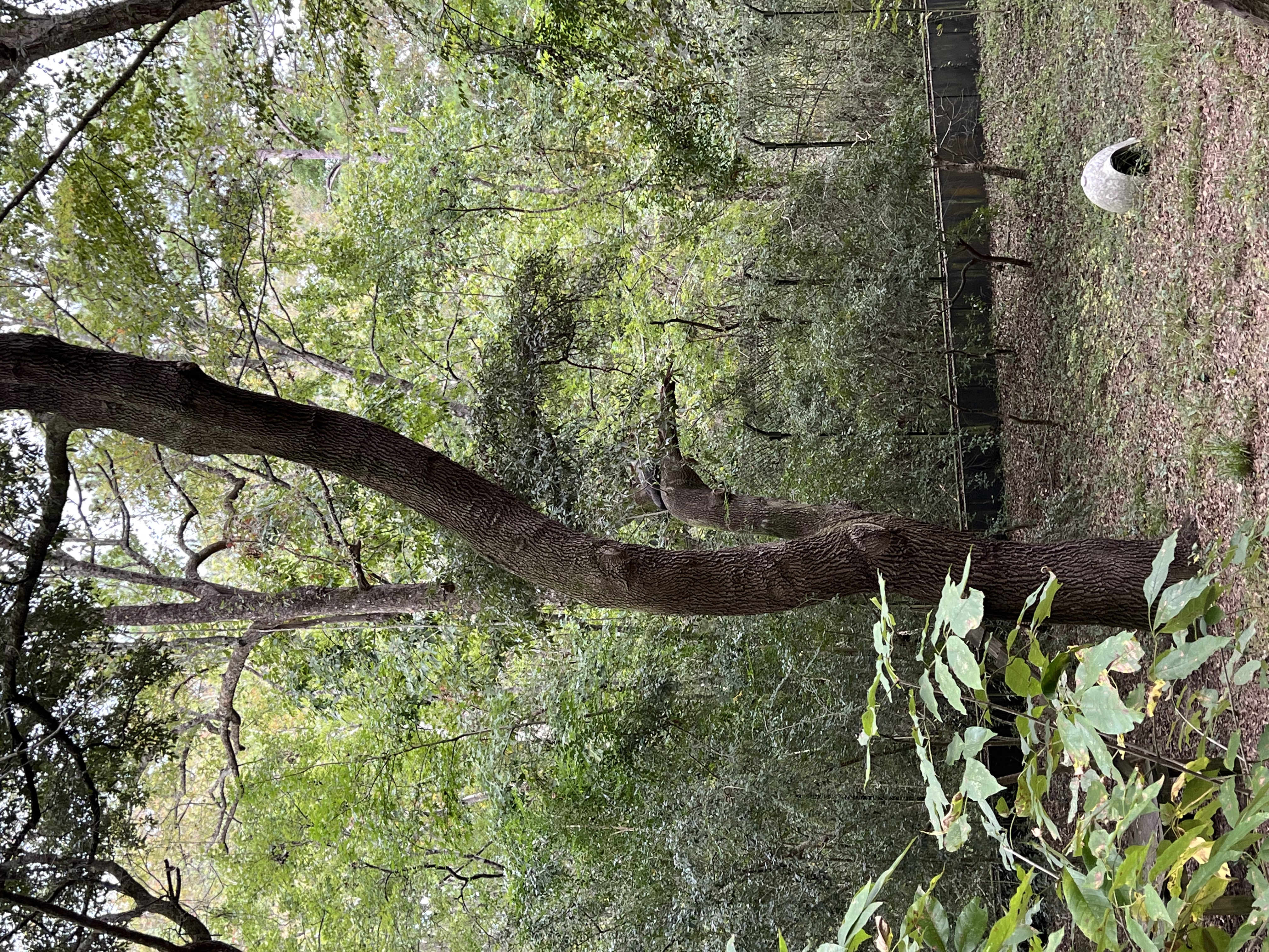 ./2024/10 - Myrtle Beach/IMG_2827.jpg